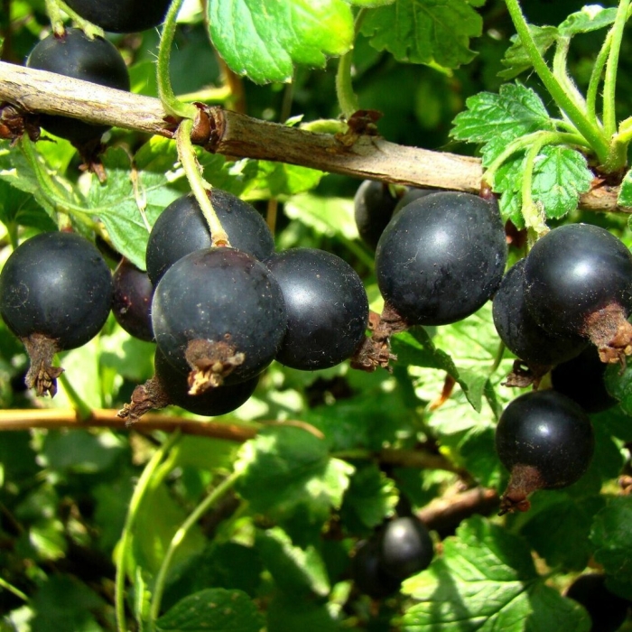 Йошта йохини