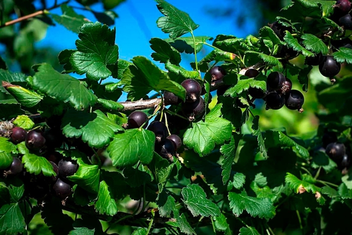 Смородина йошта