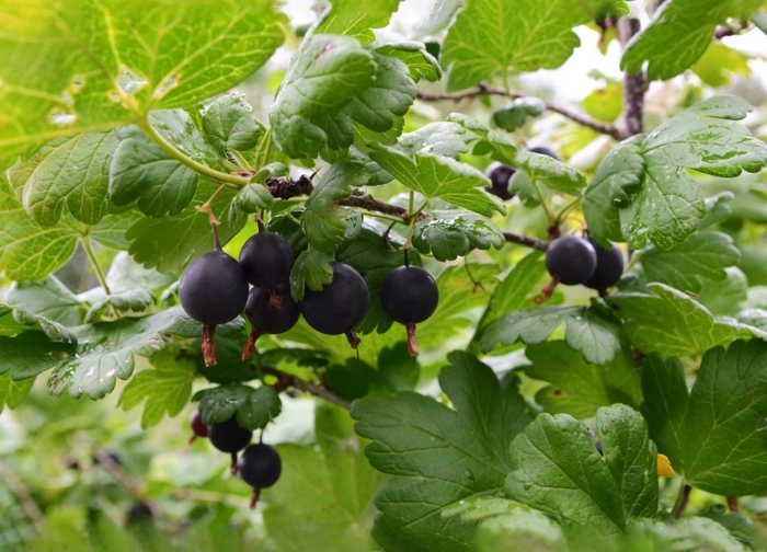 Крыжовник сорт «черный негус»
