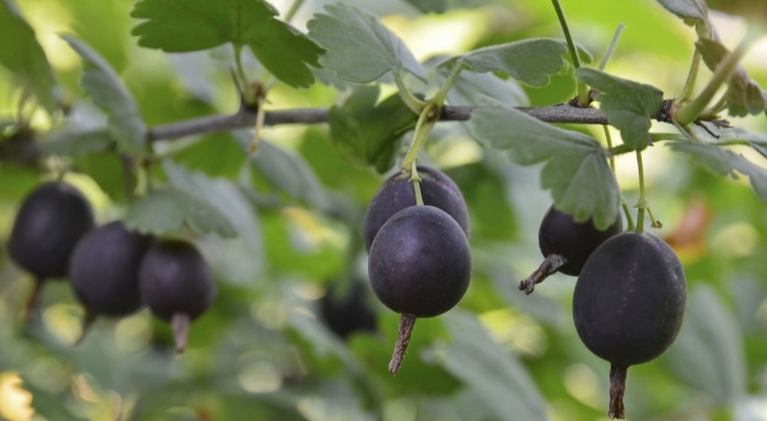 Крыжовник черный негус