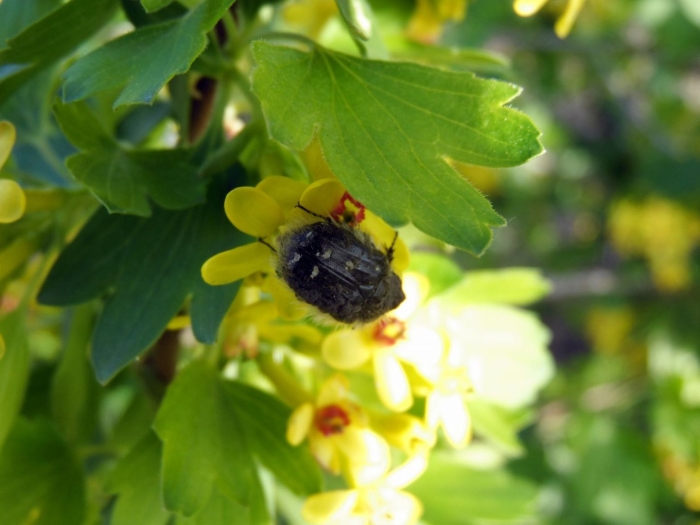 Мохнатый жук цветоед