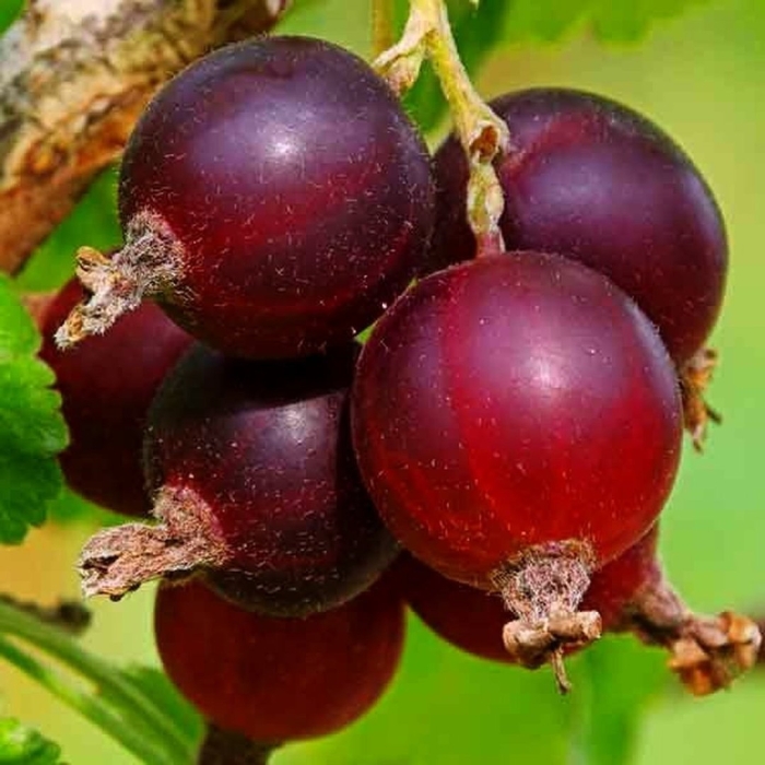 Йошта йохини