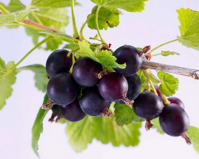 Йошта йохини