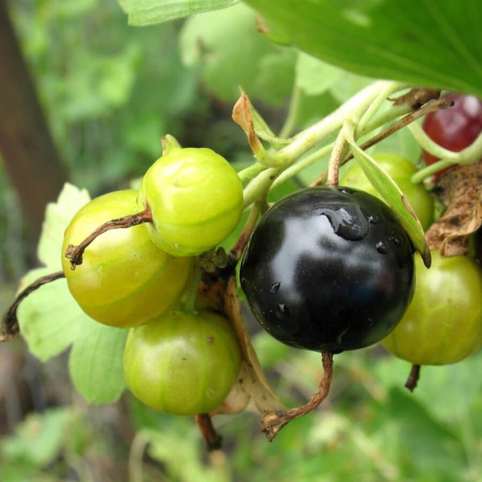 Смородина черная селеченская 2