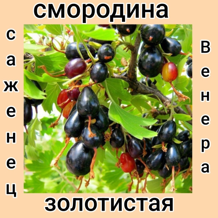 Сорт смородины йошта