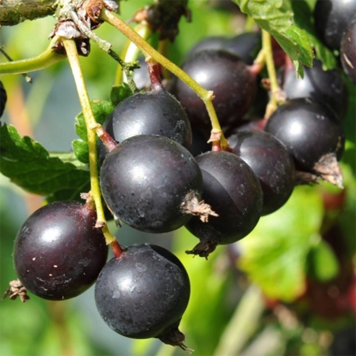 Смородина черная – ribes nigrum