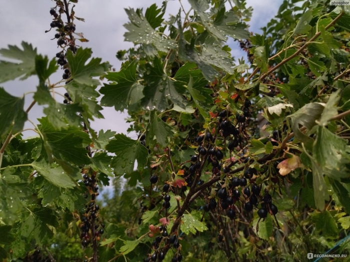 Смородина золотистая