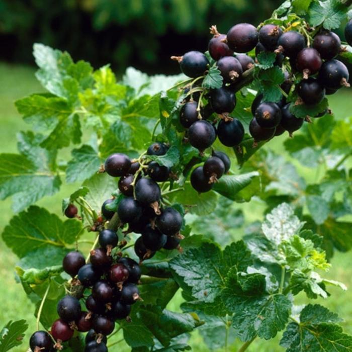 Смородина черная валовая (с5)