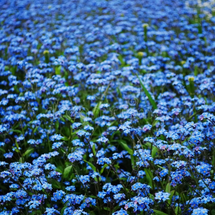 Незабудка голубая