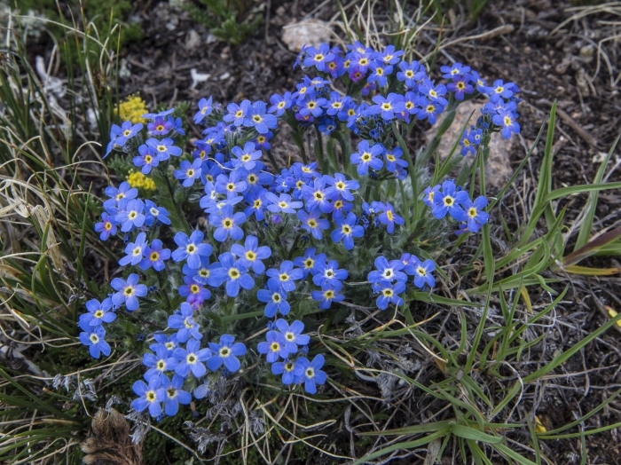Незабудка дернистая