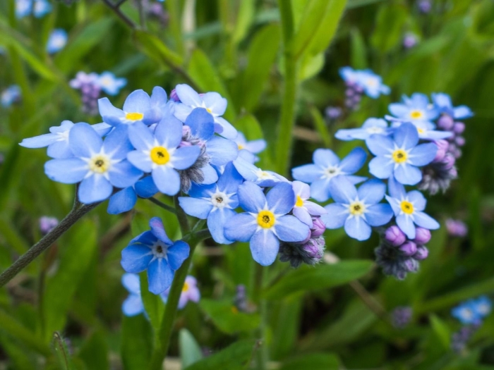 Незабудка полевая myosotis arvensis