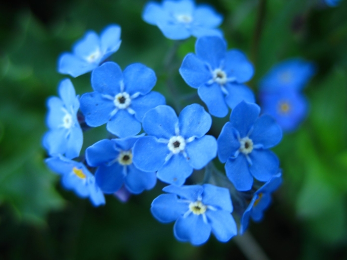 Незабудка альпийская виктория