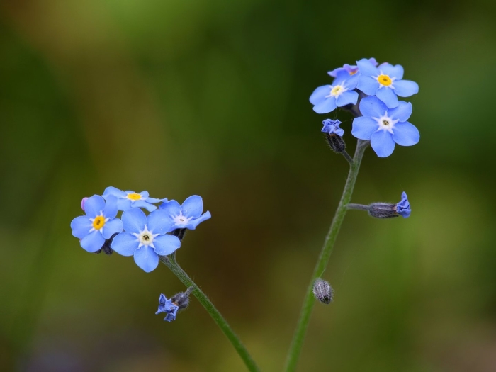 Незабудка альпийская myosotis alpestris