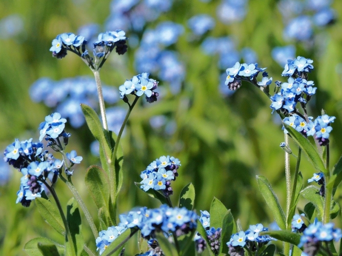 Незабудка голубая