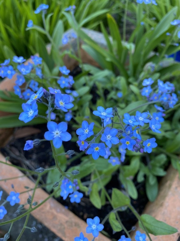 Незабудка альпийская myosotis alpestris