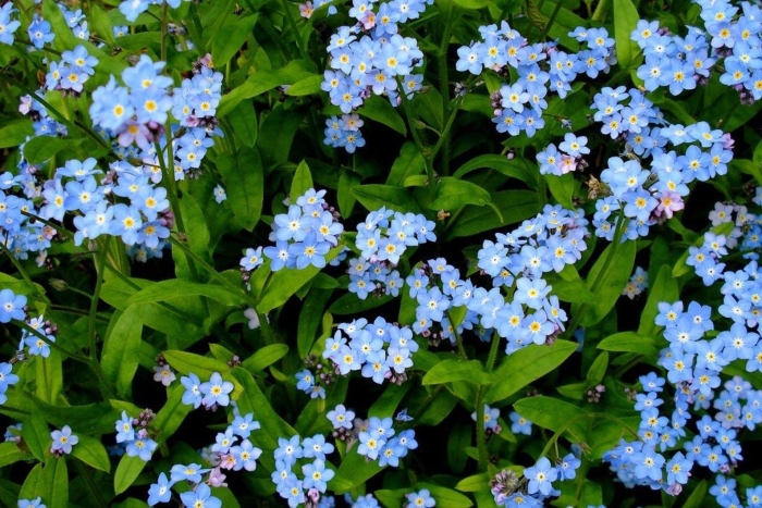Незабудка болотная myosotis palustris