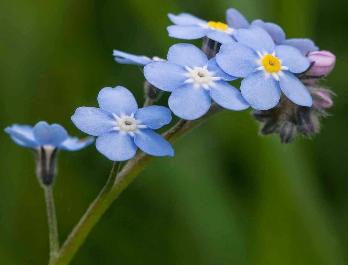 Myosotis sylvatica