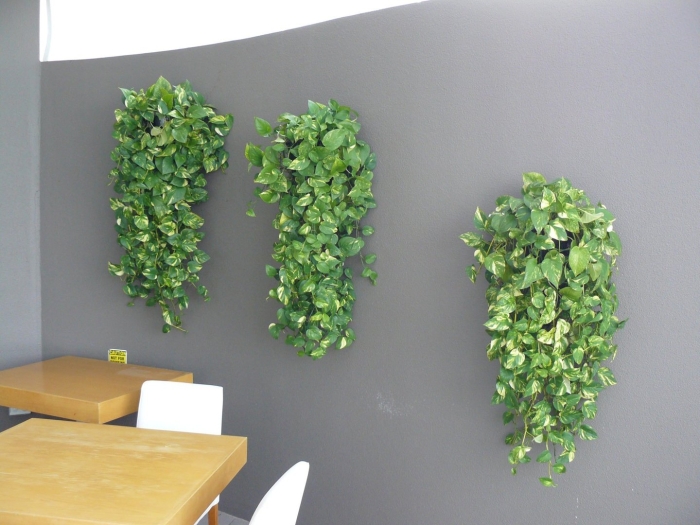 Сциндапсус зеленая стена