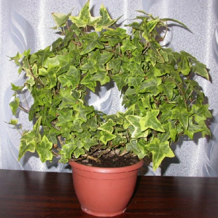 Плющ мужегон