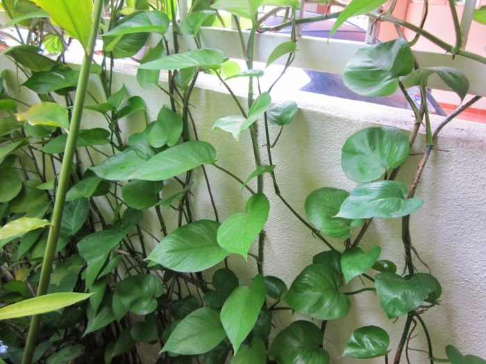 Лиана сциндапсус