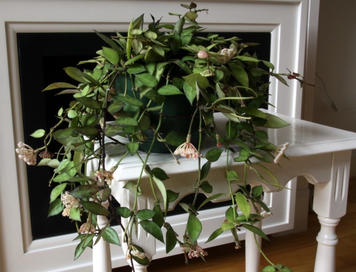 Карноза хойя