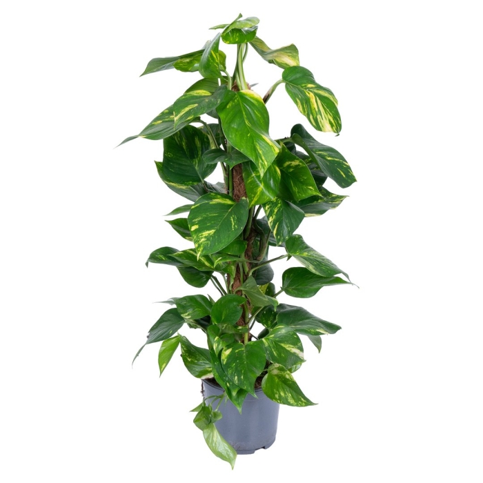 Эпипремнум моссток