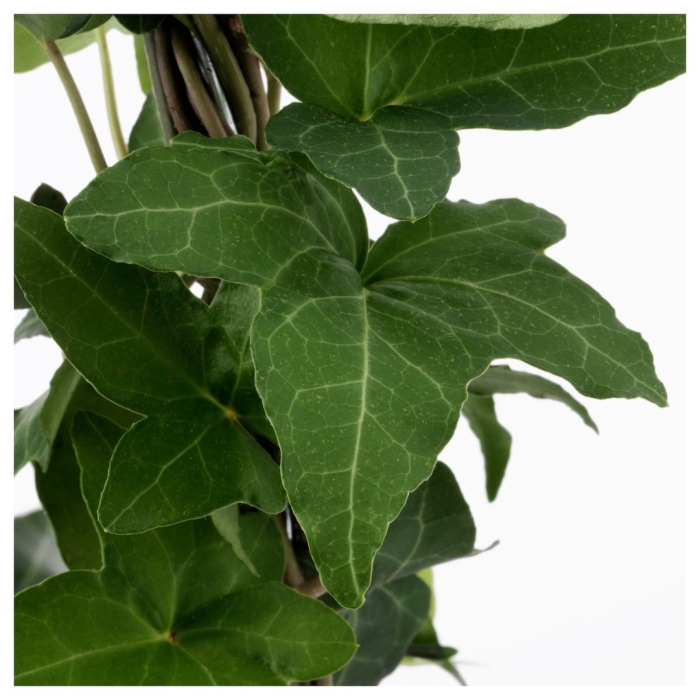 Растение хедера хеликс