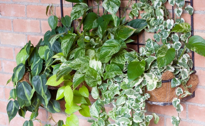 Сциндапсус н джой