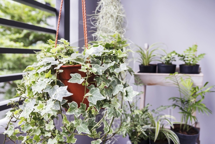 Плющ хедера на балконе