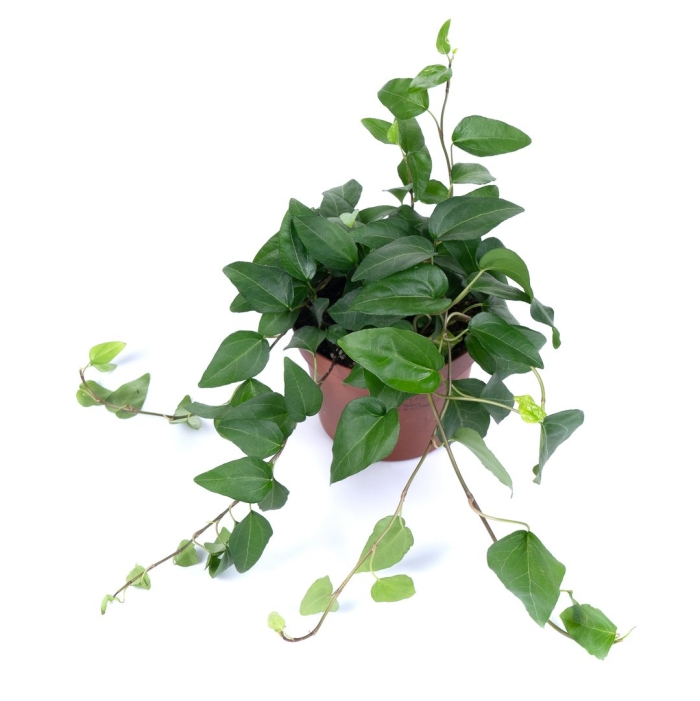 Хедера хеликс микс