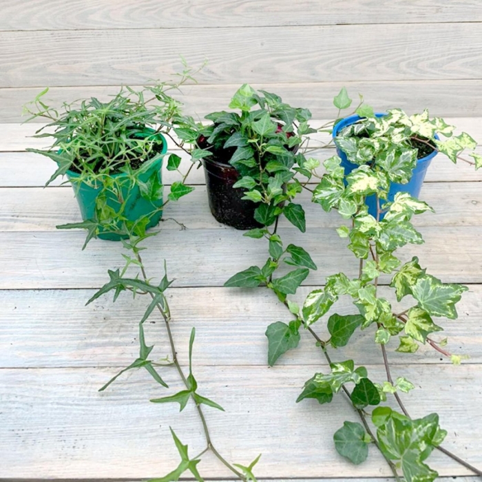 Плющ хедера комнатный