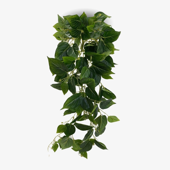 Фиттония ампельная искусственная