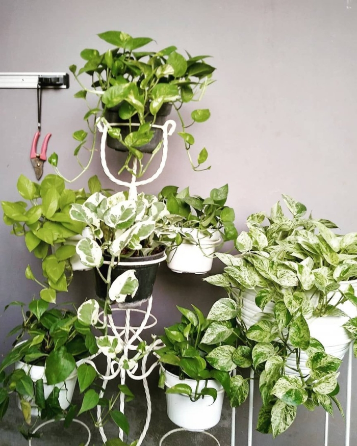 Сциндапсус цветок