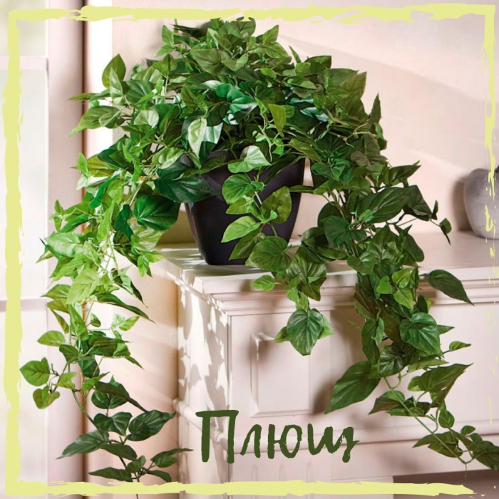 Хедера плющ