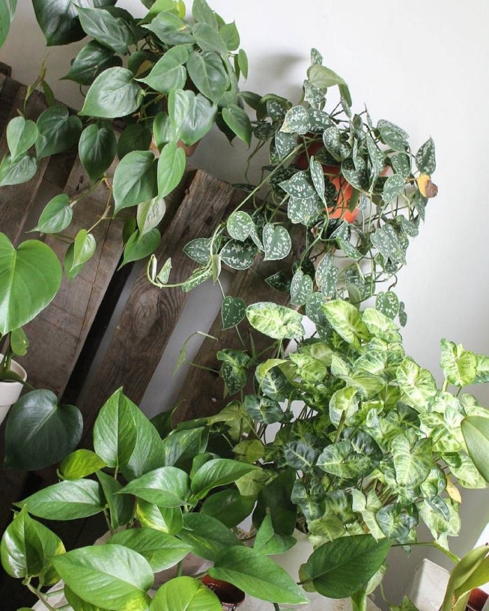 Сингониум эпипремнум