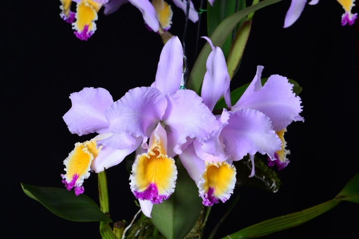 Каттлея george king serendipity