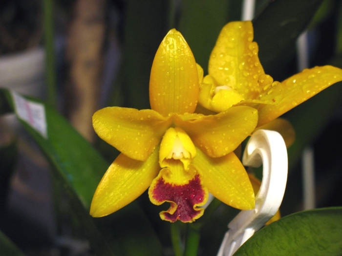 Зелено-желтая орхидея каттлея