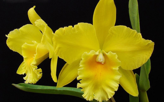 Каттлея дельта кинг