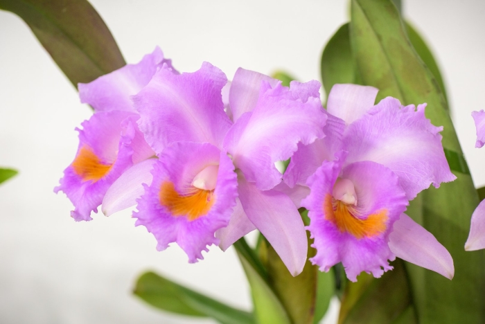Cattleya schroederae