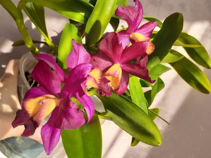 Каттлея желтая