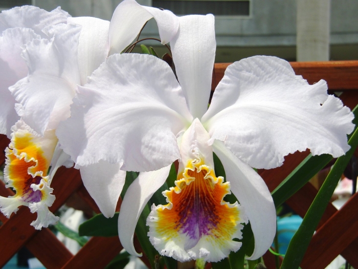 Орхидеи cattleya mossiae