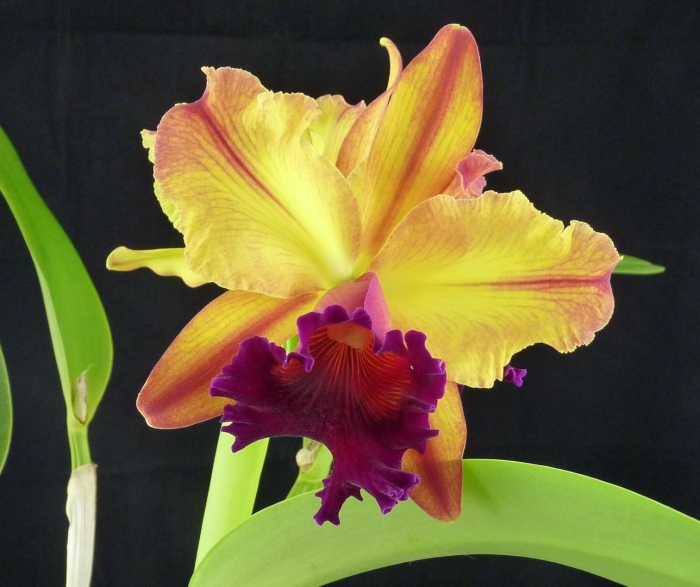 Каттлея джордж кинг