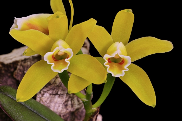Cattleya luteola