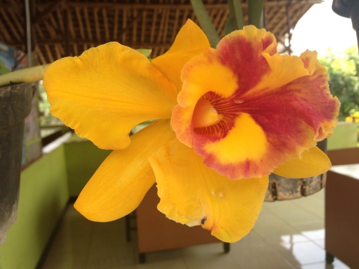 Орхидея каттлея желтая