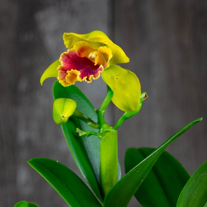 Зелёная каттлея