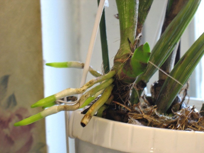 Каттлея орхидея цветонос