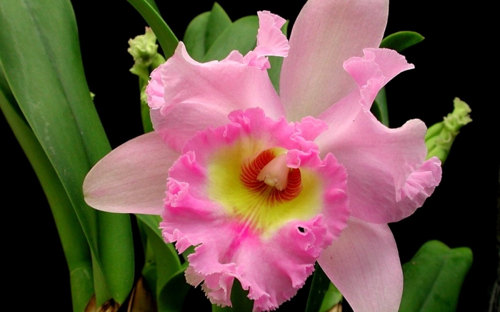 Cattleya orchid