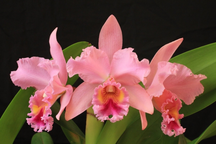 Орхидея каттлея