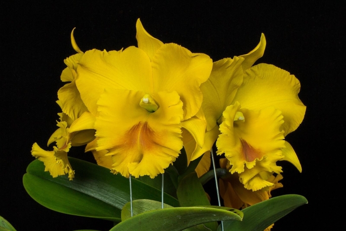 Каттлея haadyai delight