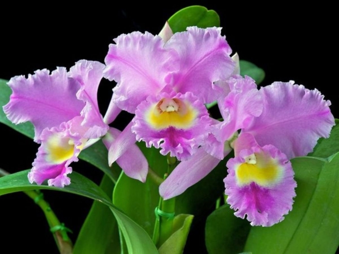 Каттлея цветок